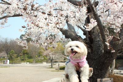 桜とスマイルめい