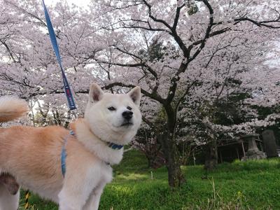 お花見散歩