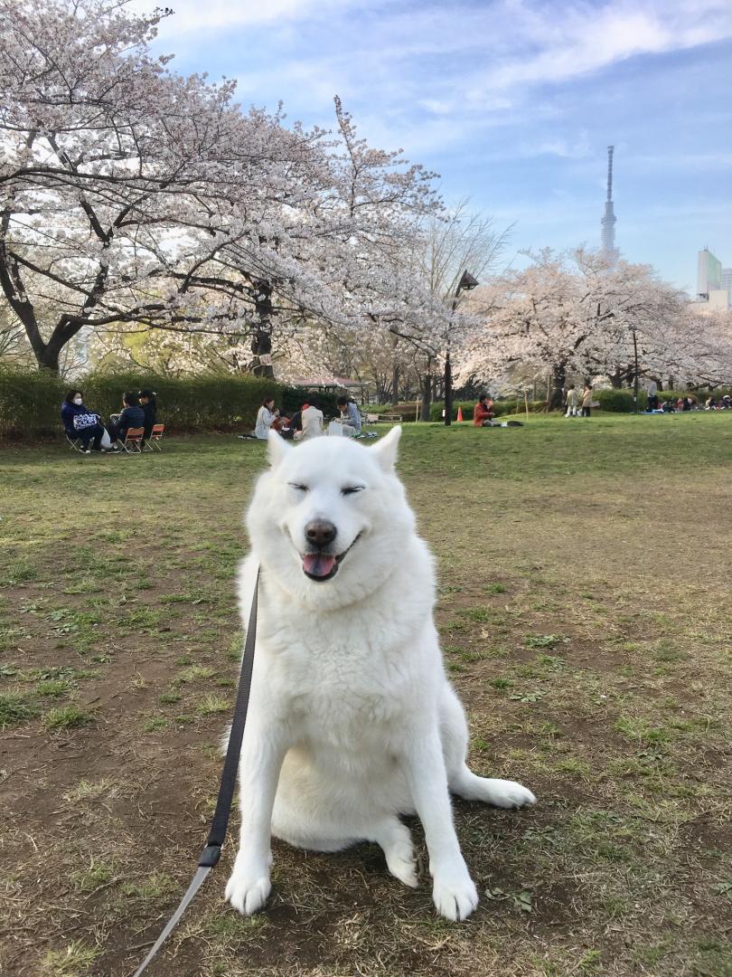 桜満開