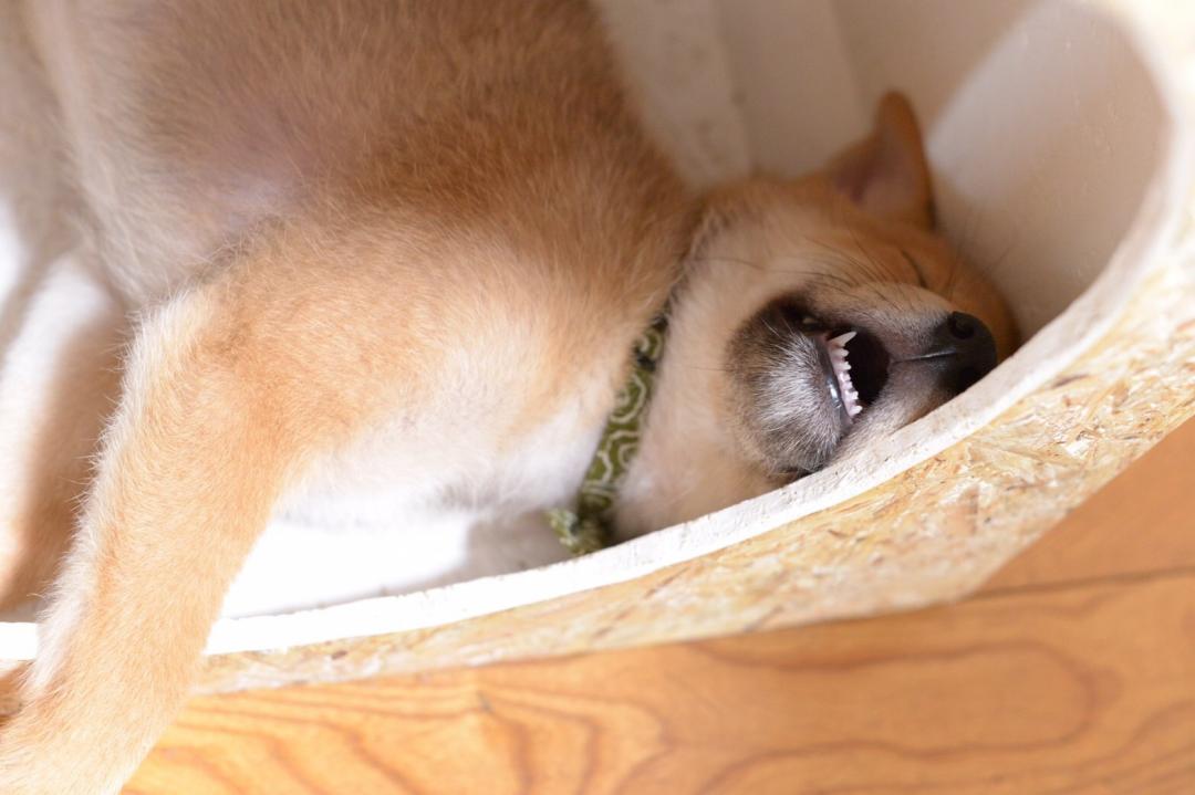 子犬の寝顔のイメージが、、（グリさんの投稿写真） 犬・愛犬フォトコンテスト イヌトミィ