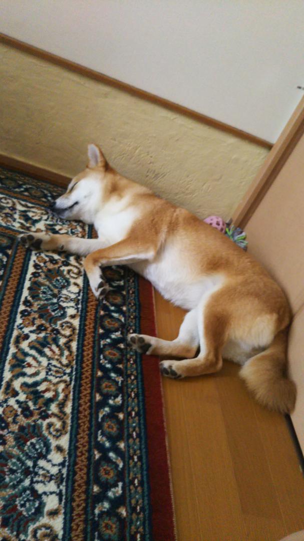 散歩楽しかった‼️ぐったり爆睡