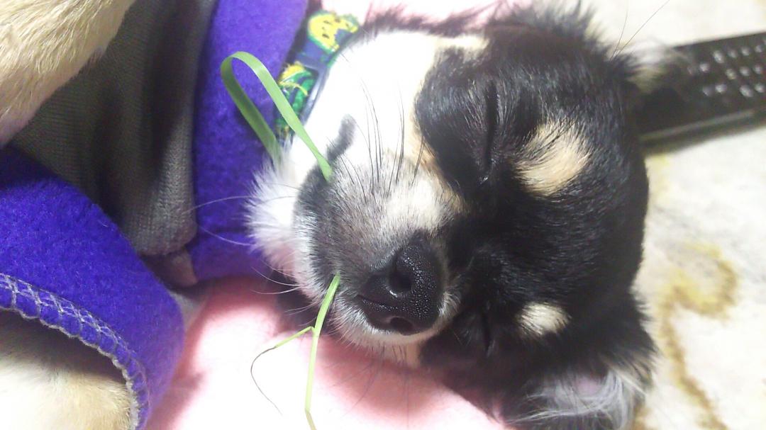 寝てても草を食べていたい