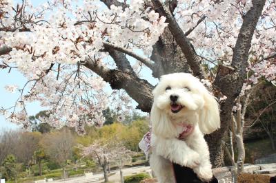 桜とスマイル