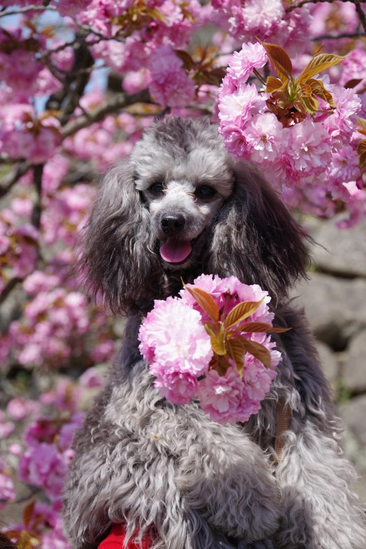 桜に負けてない僕