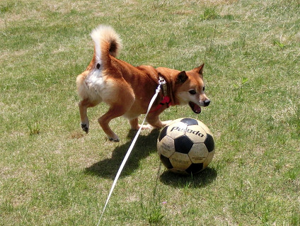 サッカー犬abby