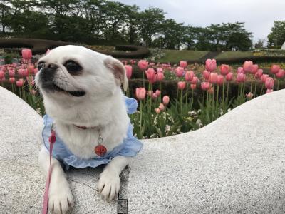 お花とパシャリ