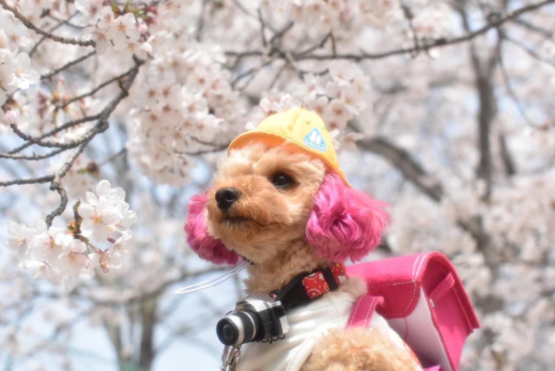 新一年生だワン！