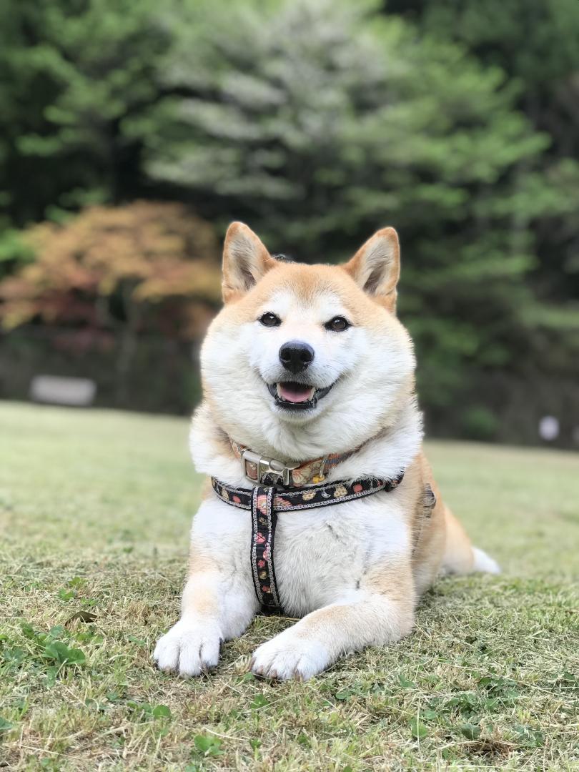 芝生ってやっぱり気持ちいい(*^^*)