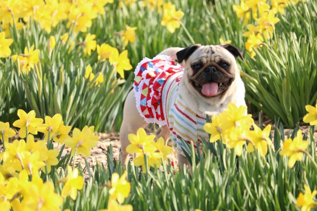 PUG Smile