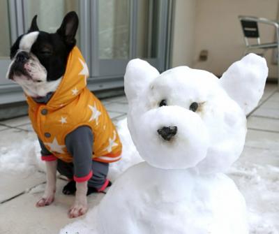 Chara さんの投稿写真 1 犬 愛犬フォトコンテスト イヌトミィ