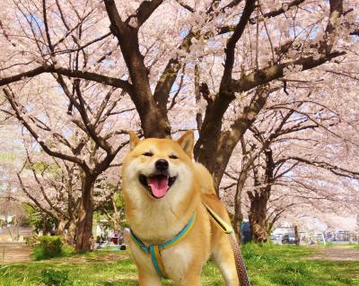 人好き犬､沢山の花見客に撫でられて