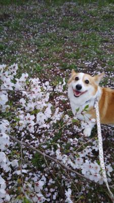 桜の下で笑顔