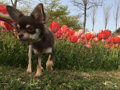 お花畑を探検中だわん！