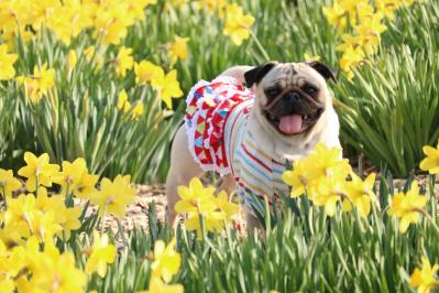 PUG Smile