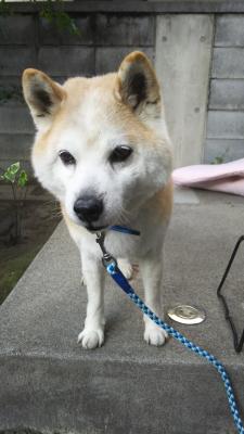 おじいちゃん犬でも元気だよ✨