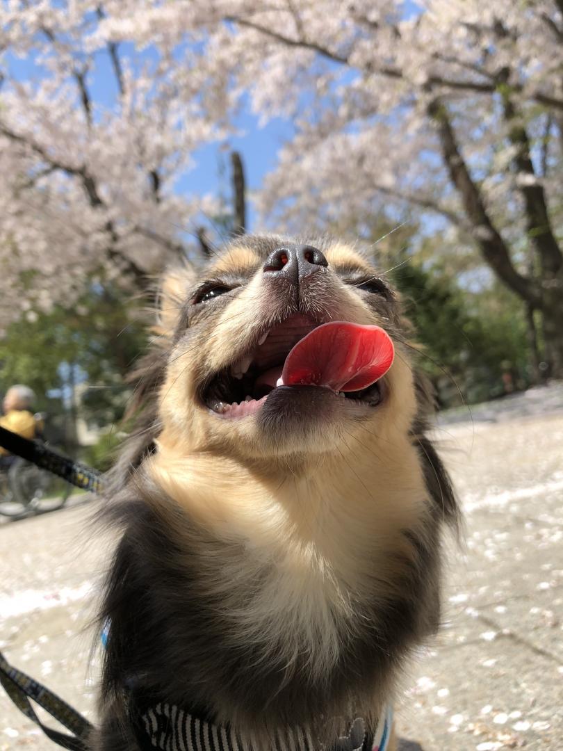 初めての桜