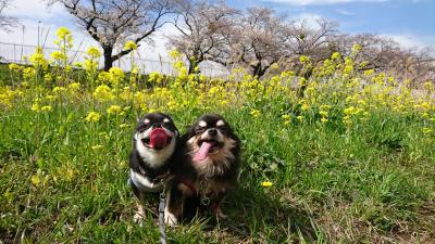 春日和。気持ち良いねぇ。