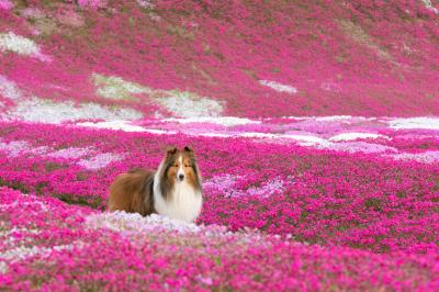 花畑のなかで