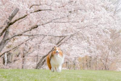 桜の樹の下で