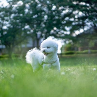 【喜】新緑の公園にて