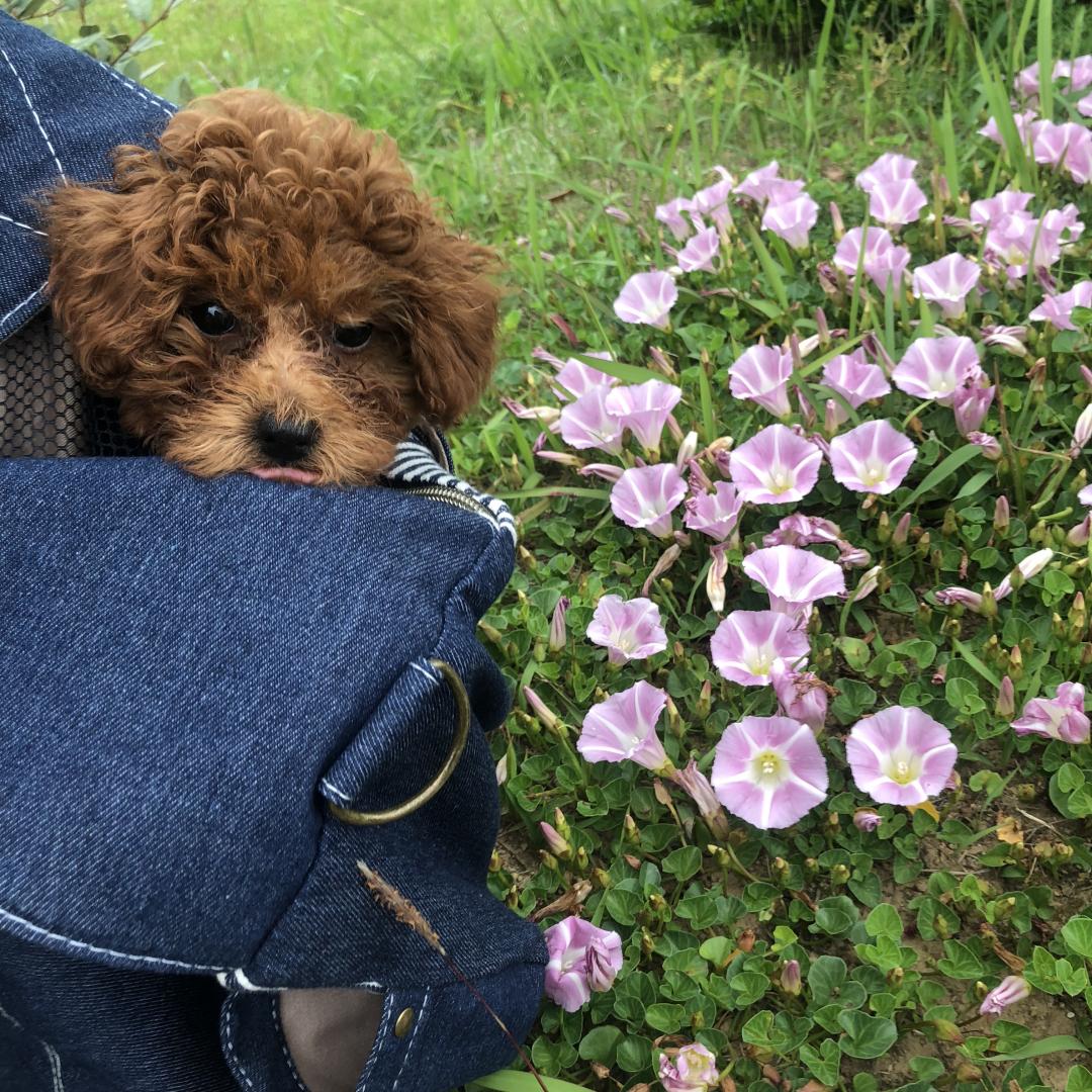 何がお花畑だよ。