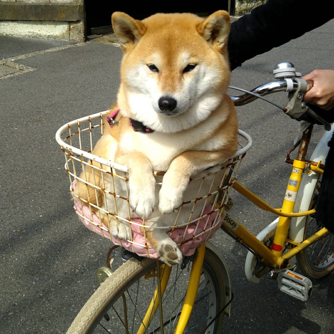 自転車大好き