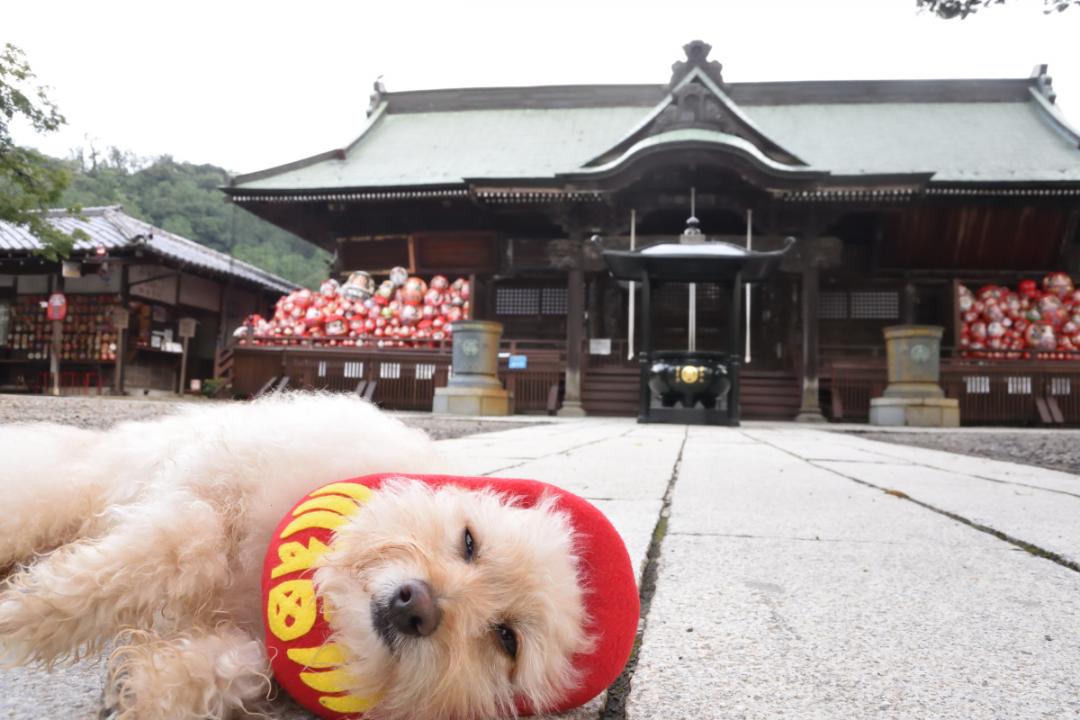 えっ⁉️だるまさんが転んだは、こうじゃないの？