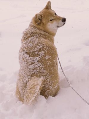 はやく家にいれて