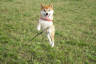 楽し過ぎてピョーン