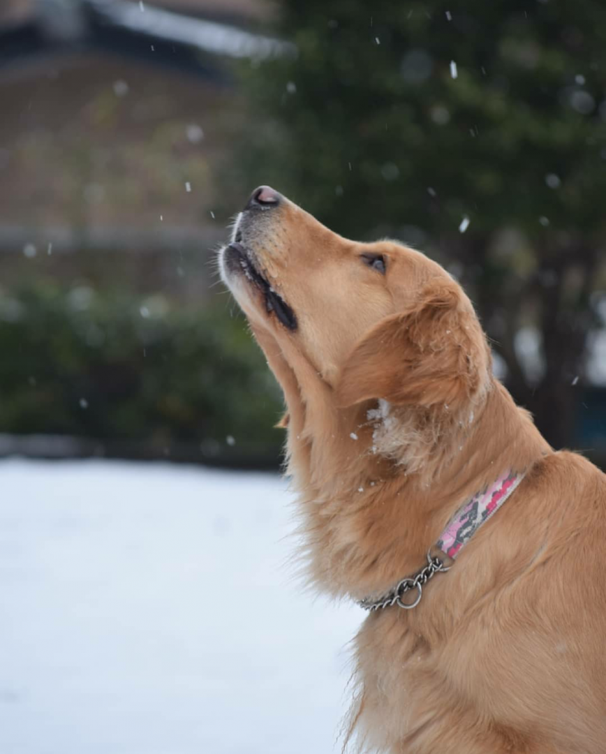 雪ってどこから降ってくるの？