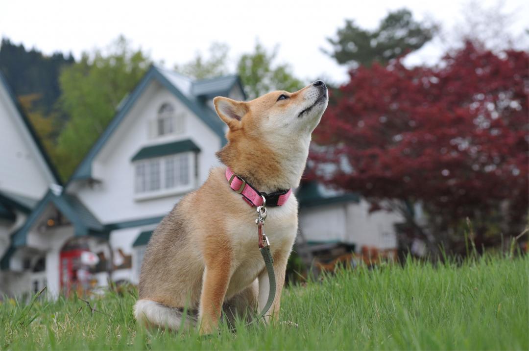 東北にも春のにおいだね