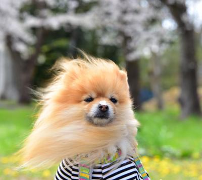 お鼻に花びらが遊びに来ちゃった～( ꒪⌓꒪)