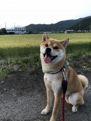 田舎の散歩大好き柴犬