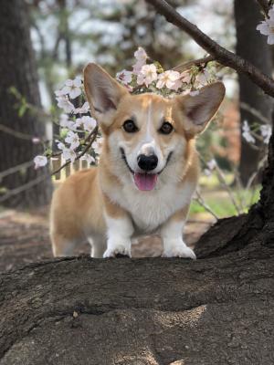 桜のティアラでこんにちは♡