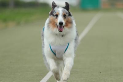 楽しそうに走る愛犬