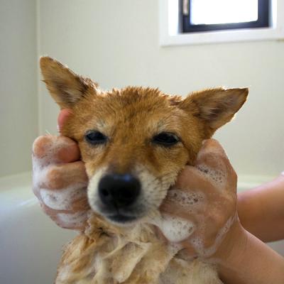 Ikko さんの投稿写真 1 犬 愛犬フォトコンテスト イヌトミィ