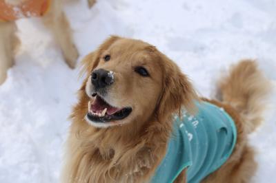 雪大好き