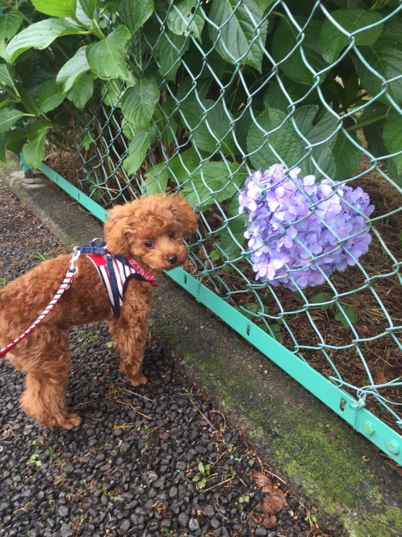 ６月のぼく