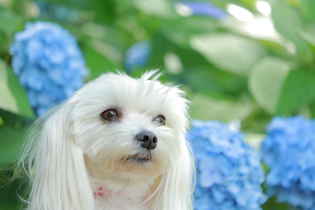 紫陽花綺麗だね