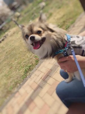 夏のお散歩