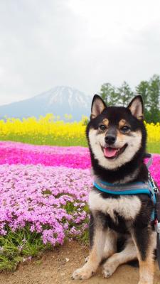 柴犬ココと芝桜