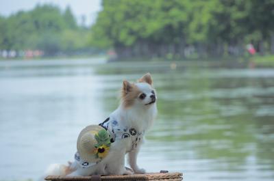 水辺の風景