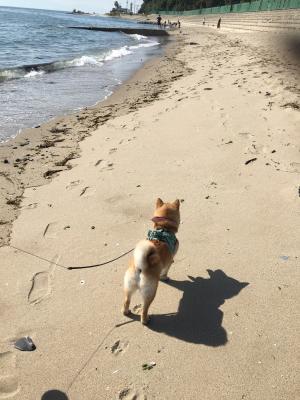 初めての夏、初めての海