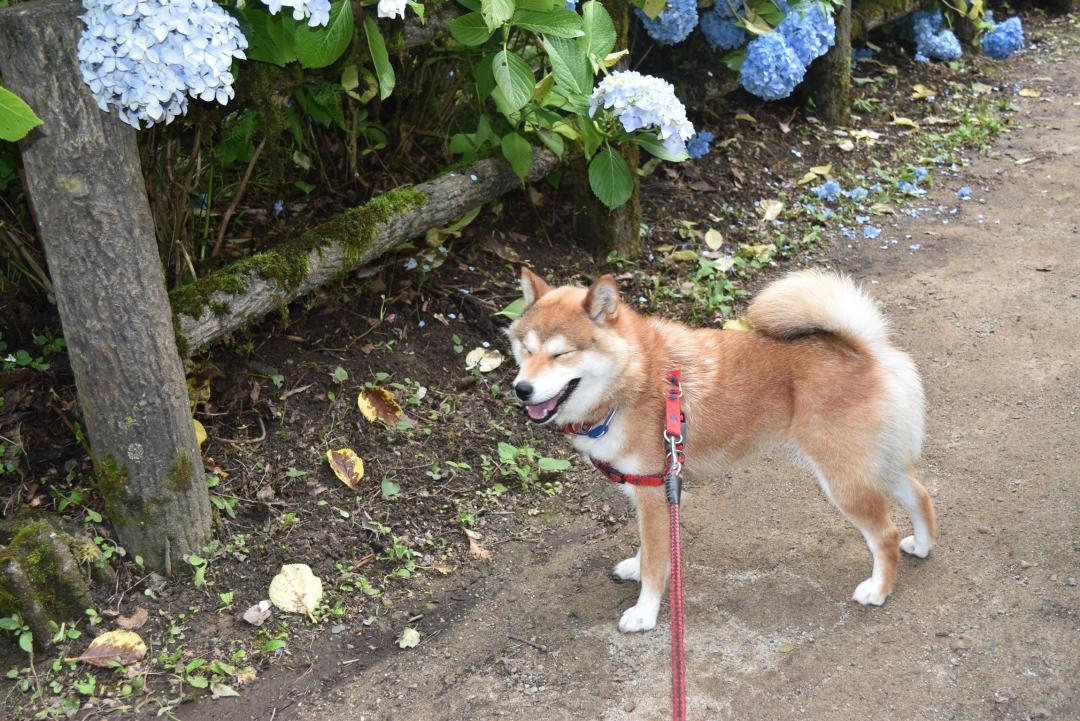 紫陽花散歩