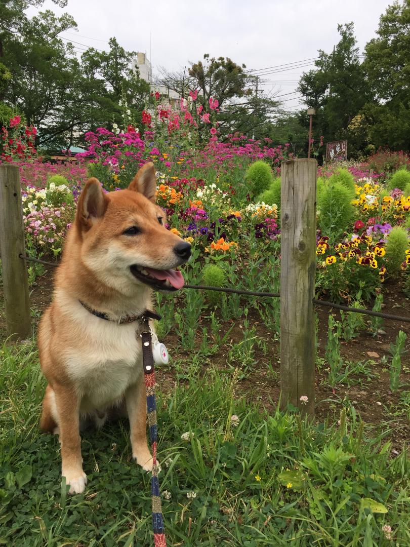 お花を見てにこやかに