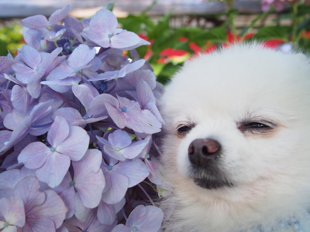 紫陽花にうっとり♡