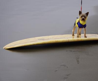サーフィン犬？！