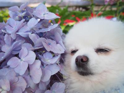 紫陽花にうっとり♡