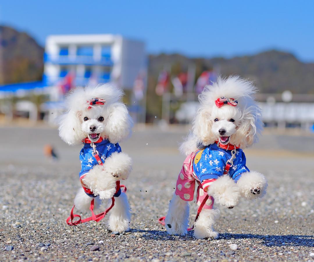 浜辺でダンシング