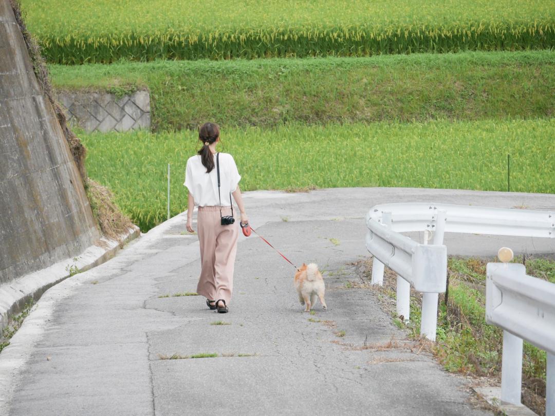 久しぶりの田んぼと夏の風